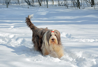 Briana moving on yje snow covered ground